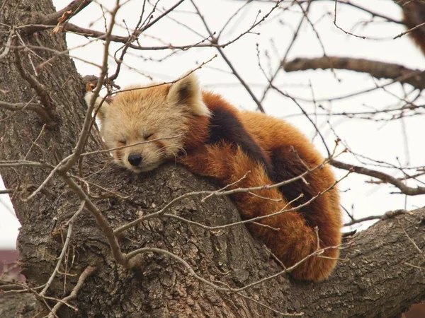 Den Röda Pandan Hemma Bergiga Regionerna Himalaya Det Lever Allmänhet — Stockfoto