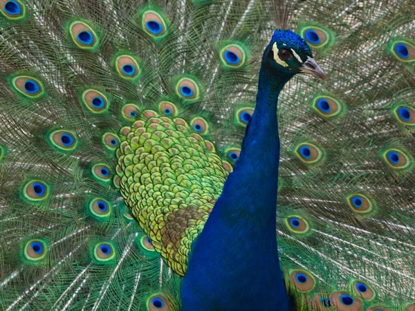 Common Peacock Its Extraordinary Fan Feathers — Stock Photo, Image
