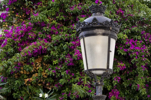 Lampa z bougainvillea — Zdjęcie stockowe