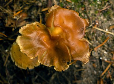 Bir ormanda yalnız mantar