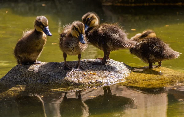 在一块石头上的四个小鸭子 — 图库照片