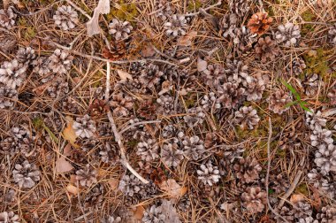 Yere saçılmış çam kozalakları ve iğneler doğal bir halı gibi görünüyor.