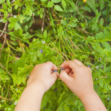 Ormanda yetişen bir çalıdan yaban mersini toplayan çocuk elleri
