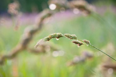 Islak çayırların arka planında çiy damlaları