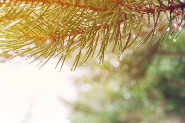 İğnelerin üzerinde yağmur damlaları olan çam ağacı dalı.