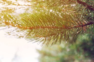 İğnelerin üzerinde yağmur damlaları olan çam ağacı dalı.
