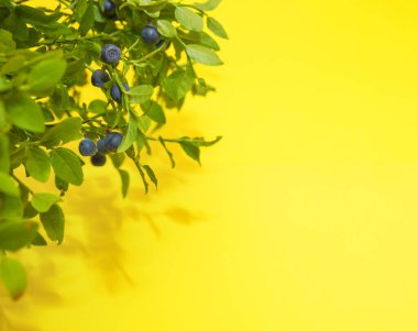 Yaprak ve böğürtlenli yabanmersini dalları açık sarı bir zemin üzerine serilmiş metin için yer var.