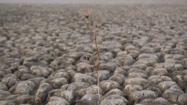 Sluiten van een droge plant die groeide op zeer droog land dat te lijden heeft van droogte. — Stockvideo