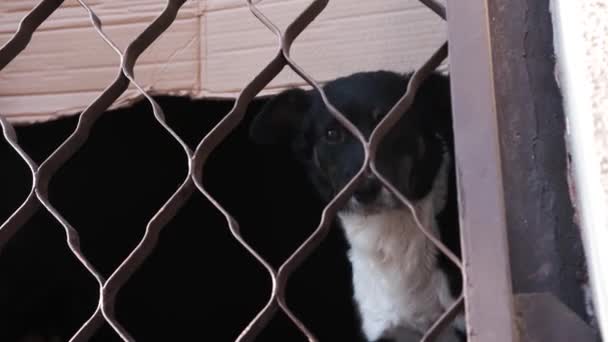 Streunender Hund sitzt mit Eisenstangen in verlassenem Haus am Fenster. — Stockvideo