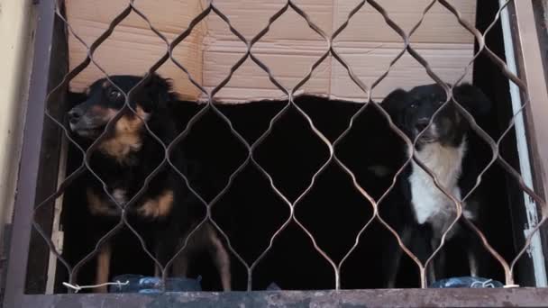 Zwei streunende Hunde sitzen in einem verlassenen Haus am Fenster mit Eisenstangen. — Stockvideo