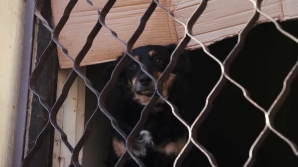 Бродячая собака остановилась в заброшенном доме рядом с окном с железными решетками. — стоковое видео