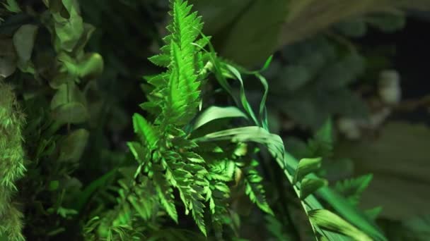 Interior decoration with green leaves with the help of rgb lights. — Stock Video