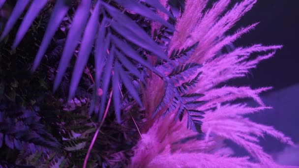 Décoration intérieure avec des feuilles vertes à l'aide de lumières rgb. — Video