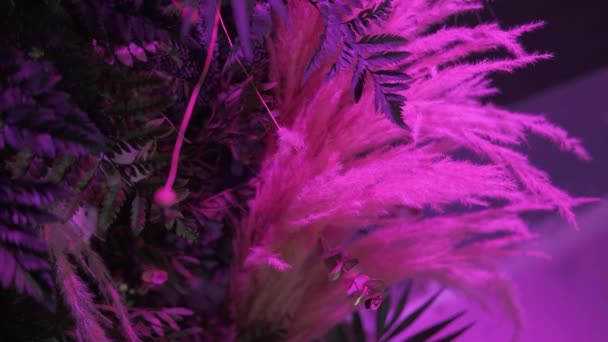 RGB ışıkları yardımıyla yeşil yapraklarla iç dekorasyon.. — Stok video