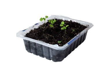 Beyaz arka planda büyüyen mikroyeşiller. Mutfak bahçesi. Pencere kenarında büyüyen mikro yeşiller. Ev bahçesi. Evde organik ürünler yetiştirme kavramı.