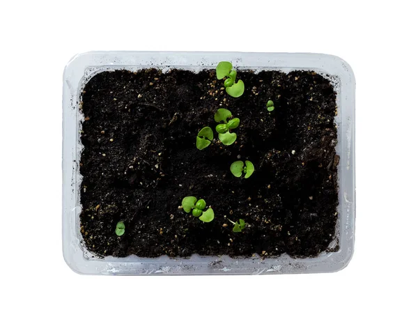 Microgreens Que Crescem Fundo Branco Brotos Manjericão Outras Ervas Jardim — Fotografia de Stock