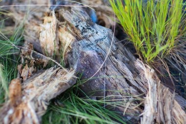 Eski ahşap günlük doku kırık