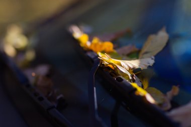 Gound üzerinde sonbahar yaprakları