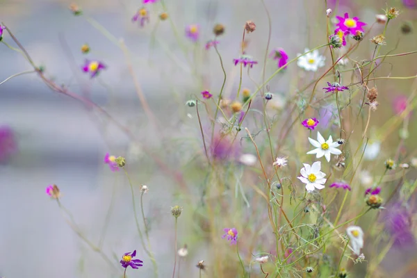 Tiny bahar çiçek ve sabah çiğ sığ derinlik ve sunshi ile