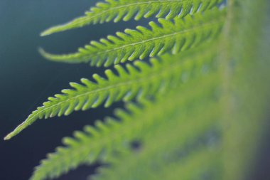 gizemli eğreltiotu yeşil yaprağı