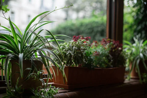 Wazony Roślinami Parapecie Naturalnym Światłem — Zdjęcie stockowe