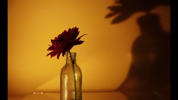小さなヴィンテージの花瓶の花光と影の遊び — ストック動画