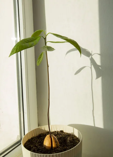 Junger Avocadobaum aus Samen im Blumentopf — Stockfoto