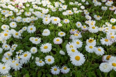 Baharda güzel bir çayır, çiçek açan papatyalar beyaz-sarı çiçekler ve yeşil otlar.