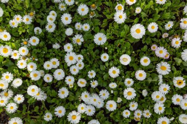 Baharda güzel bir çayır, çiçek açan papatyalar beyaz-sarı çiçekler ve yeşil otlar.