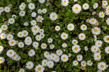 Baharda güzel bir çayır, çiçek açan papatyalar beyaz-sarı çiçekler ve yeşil otlar.