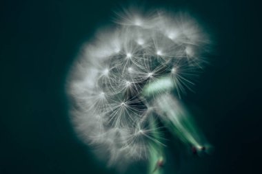 Soyut arkaplan karahindiba yakın plan. Sığ alan derinliği.