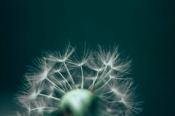 Abstract background dandelion close-up. Shallow depth of field. — Stock Photo, Image