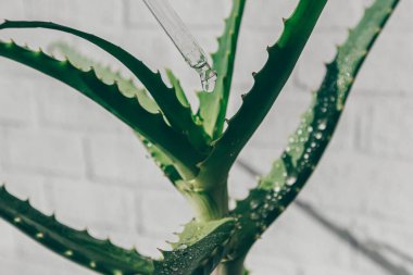 Bir damla yüz serumu ve bulanık bir aloe bitkisinin arka planında aloe özü olan pipette. Kozmetik ürünü. Yüksek kalite fotoğraf