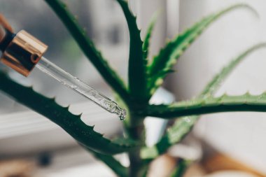 Bir damla yüz serumu ve bulanık bir aloe bitkisinin arka planında aloe özü olan pipette. Kozmetik ürünü. Yüksek kalite fotoğraf