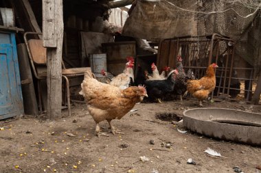 Tavuklar kümese girer. Tavuk çiftliği. Yüksek kalite fotoğraf