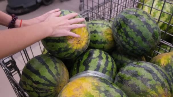 Female hands are choosing among watermelons in the store. vegetable department of the store — Stock Video