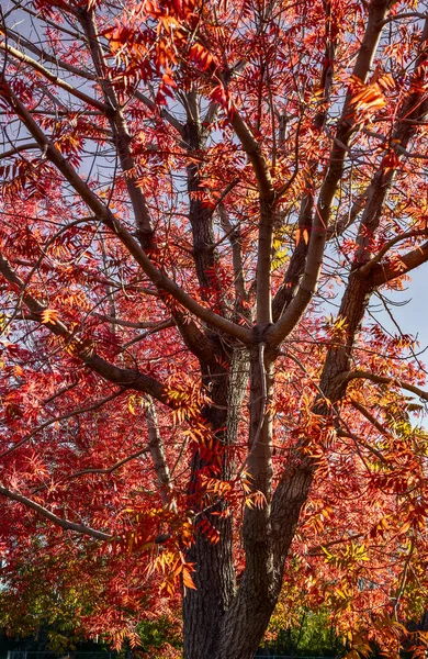 Red Orange Yellow Autumn Leaves Branches Trees Sky — Stock Photo, Image