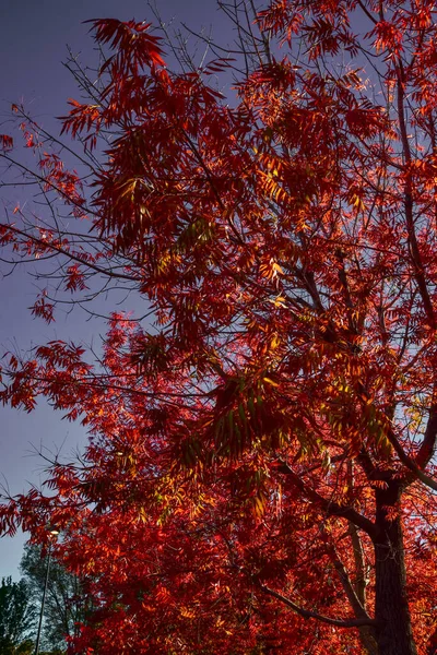 Hojas Otoño Rojas Naranjas Amarillas Sobre Ramas Árboles Contra Cielo — Foto de Stock