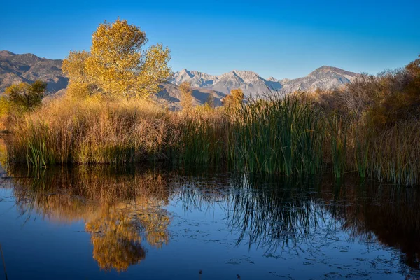 autumn trees reflection in water of marsh wetlands in mountain valley