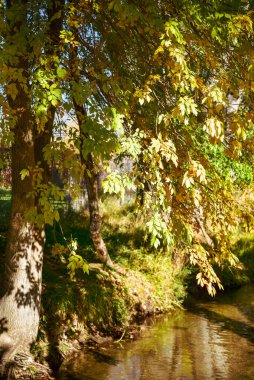 Suyun üzerinde dalları olan dere kıyısında sarı yaprakları olan sonbahar ağaçları.
