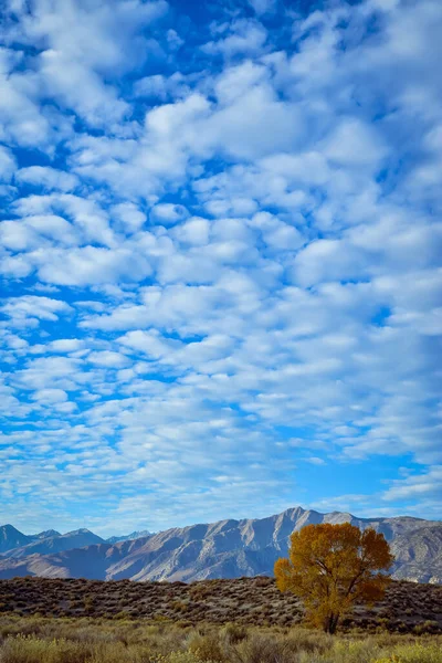 Hojas Amarillas Doradas Árboles Otoñales Valle Con Montañas Cielo Lleno — Foto de Stock