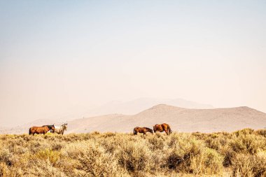 Atlar kuru otluyor Tepelerle çevrili