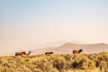 Atlar kuru otluyor Tepelerle çevrili