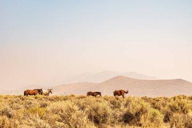 Atlar kuru otluyor Tepelerle çevrili
