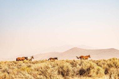 Atlar kuru otluyor Tepelerle çevrili