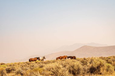 Atlar kuru otluyor Tepelerle çevrili