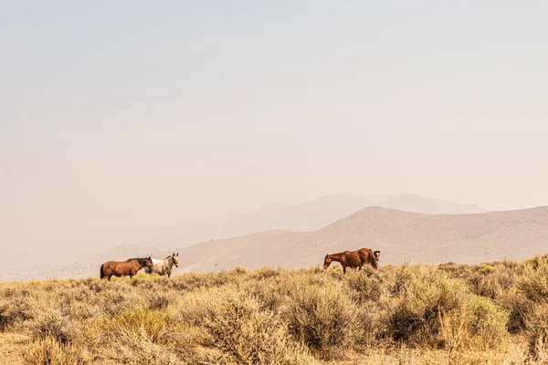 Pferde Grasen Trockener Landschaft Mit Hügeln — Stockfoto