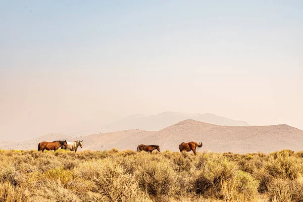 丘のある乾燥した風景の中で馬の放牧 — ストック写真