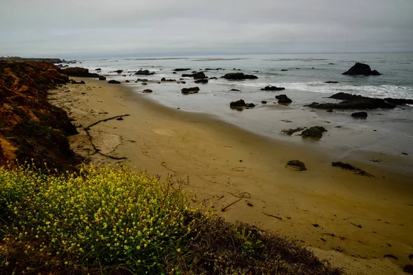 Buisson Vert Avec Des Fleurs Jaunes Sur Plage Rocheuse Jour — Photo