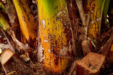 Palmiye ağacının gövde deseninin detaylarını kapat 